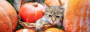 Komik bir kedi yavrusu bir sepetin içinde birçok büyük balkabağının yanında oturur. Şükran Günü konsepti Yatay Pankart