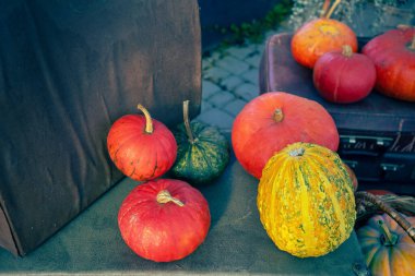 Pumpkins 'in geçmişi. Bavulda bir sürü balkabağı var. Sonbahar arkaplanı. Cadılar Bayramı Şükran Günü Sonbahar Hasat arkaplanı
