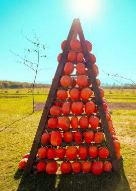 Güneşli bir günde tarlada balkabaklı tahta piramit. Balkabağı Festivali. Şükran Günü geçmişi
