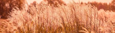 Altın günbatımında tarlada Miscanthus otları. Doğa arkaplan yatay afişi