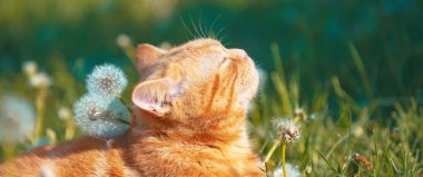 Karahindiba bahçesinde yatan küçük bir kedi yavrusunun portresi. Kedi baharın tadını çıkarıyor. Yatay Pankart