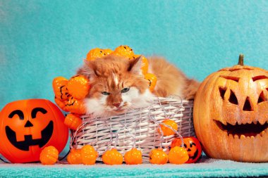 Komik bir kedi suni renkli balkabaklarının yanında sepette yatıyor.