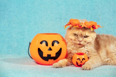 Komik İskoç Katlanan Shorthair kedisi Cadılar Bayramı 'nda mavi bir battaniyenin üzerinde yapay balkabaklarının yanında yatıyor. Cadılar Bayramı konsepti.