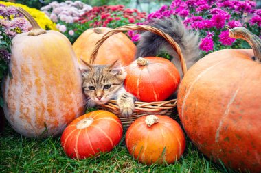 Bahçede, balkabağı ve çiçeklerin yanında komik bir kedi yavrusu oturuyor.