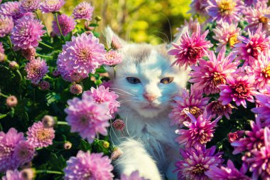 Bahçede küçük şirin bir kedi yavrusu ve pembe kasımpatı çiçekleri