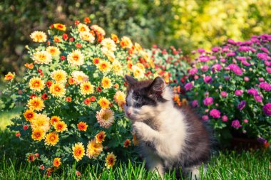 Bahçede kasımpatı çiçekleri olan sevimli bir kedi yavrusu.