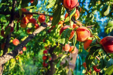 Bahçedeki bir dalda şeftali. Doğa geçmişi. Olgun şeftali hasadı