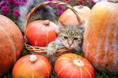 Komik bir kedi yavrusu bir sepetin içinde bir sürü büyük balkabağı ve çiçeğin yanında oturur. Şükran Günü konsepti