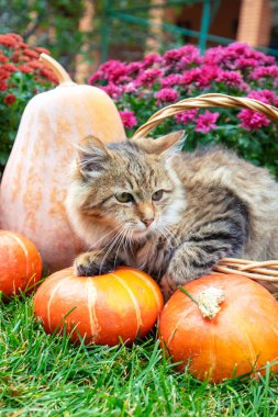 Bahçede, balkabağı ve çiçeklerin yanında komik bir kedi yavrusu oturuyor.