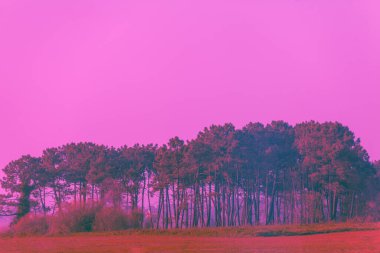 Akdeniz çam ormanlarına karşı günbatımı bulutlu gökyüzü. Doğa arkaplanı