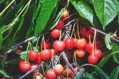 Olgun meyvelerle tatlı kiraz (Prunus avium) ağacı dalı