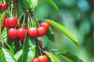 Olgun meyvelerle tatlı kiraz (Prunus avium) ağacı dalı