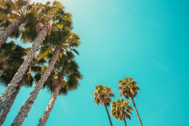 Mavi gökyüzüne karşı palmiye ağaçları. Tropikal doğa arka planı