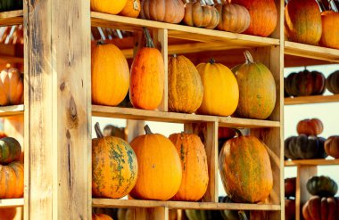 Balkabağı Evi duvarı. Cadılar Bayramı, Şükran Günü, sonbahar hasat geçmişi