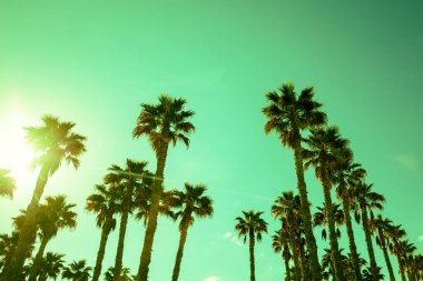 Palmiye yaprakları temiz gökyüzüne karşı. Tropik doğa geçmişi. Yeşil renkli
