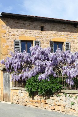 Wisteria, Fransa 'nın ortaçağ köyü Oingt' te.