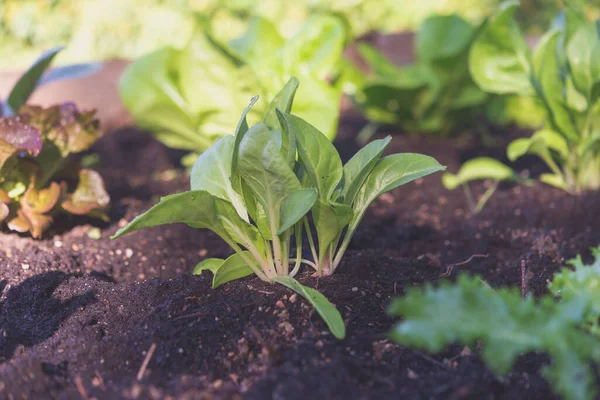 Spinach Planted Organic Garden Royalty Free Stock Images