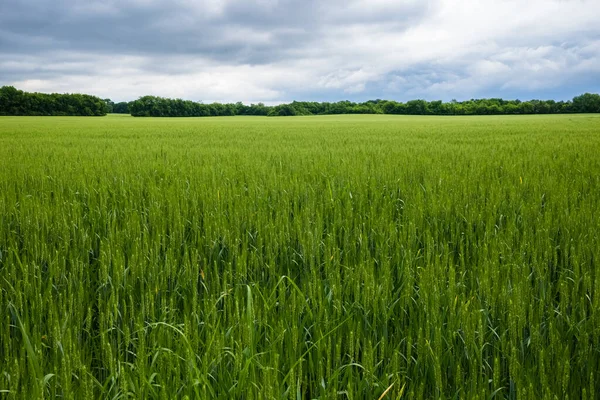 Pšeničné Pole Venkově Tennessee — Stock fotografie