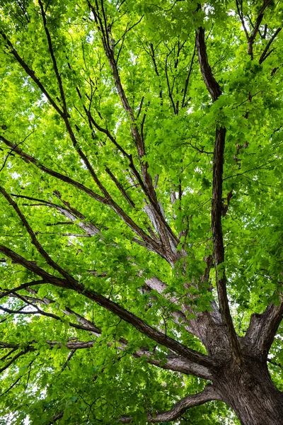 Güzel Amerikan Meşesi Ağacı — Stok fotoğraf