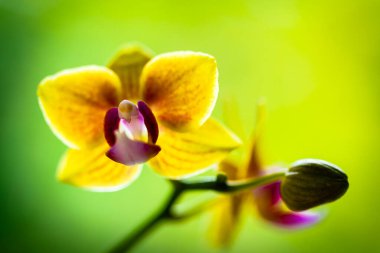 Çiçek açmış güzel minyatür bir orkidenin yakın görüntüsü.