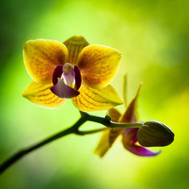 Çiçek açmış güzel minyatür bir orkidenin yakın görüntüsü.