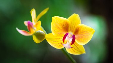 Çiçek açmış güzel minyatür bir orkidenin yakın görüntüsü.