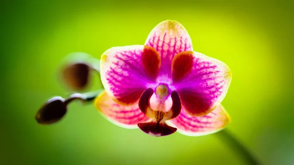 Close View Beautiful Miniature Orchid Plant Bloom — Stock Photo, Image