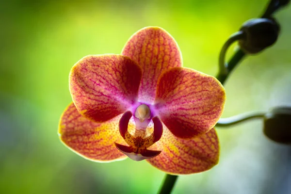 Vista Perto Uma Bela Planta Orquídea Miniatura Flor — Fotografia de Stock