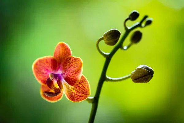 Close View Beautiful Miniature Orchid Plant Bloom — Stock Photo, Image
