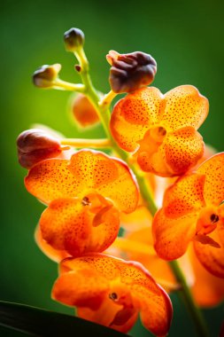 Mandalina vanda orkidesinin çiçek açmış egzotik bir görüntüsünü kapat.