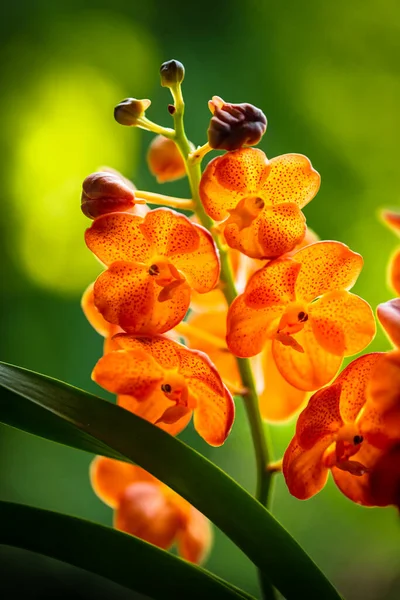 Close View Exotic Spotted Tangerine Vanda Orchid Plant Bloom — Stock Photo, Image