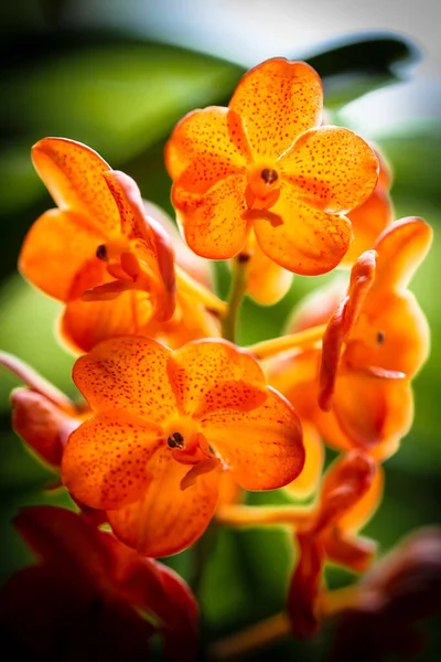 Vue Rapprochée Une Orchidée Mandarine Vanda Tachetée Exotique Fleur — Photo