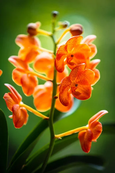 Close Widok Egzotycznej Plamistej Mandarynki Vanda Orchidei Roślin Rozkwicie — Zdjęcie stockowe