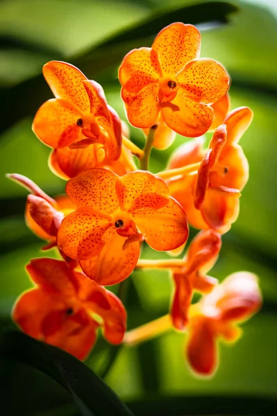 Vista Perto Uma Planta Exótica Manchada Tangerina Vanda Orquídea Flor — Fotografia de Stock