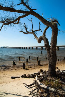 Mississippi 'deki Biloxi Körfezi boyunca çıplak meşe ağacı