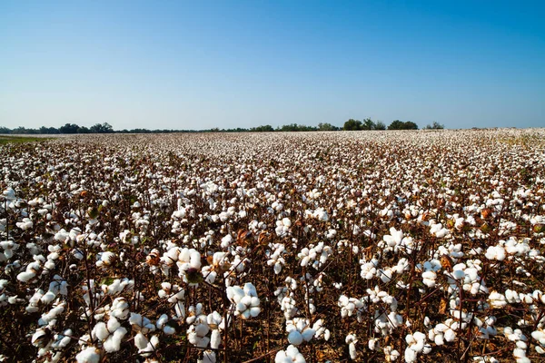 Cotton field in Mobile, Alabama