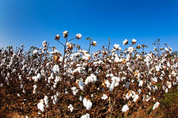 アラバマ州モービルの綿畑 — ストック写真