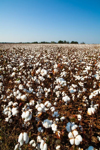 阿拉巴马州莫比尔的棉田 — 图库照片