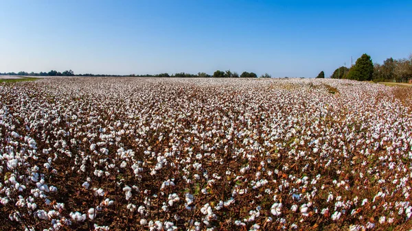 4,732 Cotton Plantation Royalty-Free Photos and Stock Images