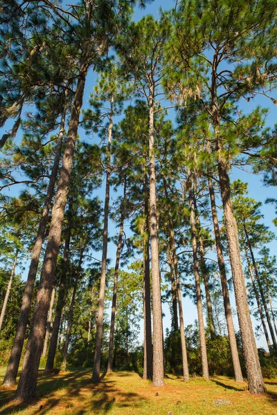 佛罗里达州北部农村的松树林 — 图库照片