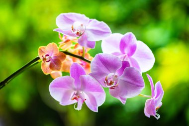Güzel mor falaenopsis orkide çiçeklerinin çiçek açışını yakından izle..