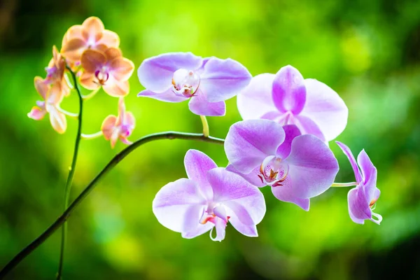 Vue Rapprochée Belles Fleurs Orchidée Phalaenopsis Violet Fleur — Photo
