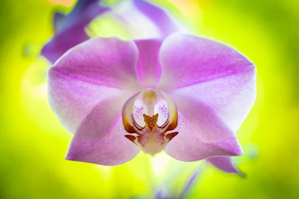 美丽的紫花兰花盛开的近景 — 图库照片