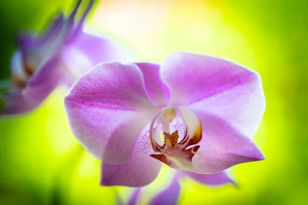 Close Vista Belas Flores Orquídea Phalaenopsis Roxo Flor — Fotografia de Stock