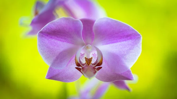 Close View Beautiful Purple Phalaenopsis Orchid Flowers Bloom — Stock Photo, Image