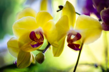 Çiçek açmış güzel falaenopsis orkidesinin yakın görüntüsü.