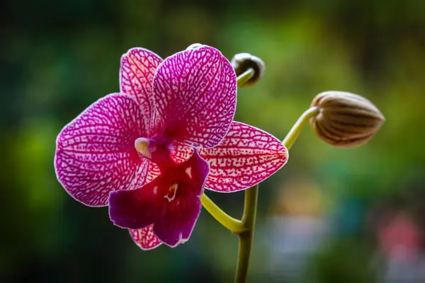 Vista Cercana Flor Roja Hermosa Orquídea Phalaenopsis Rayada Floración Imágenes De Stock Sin Royalties Gratis