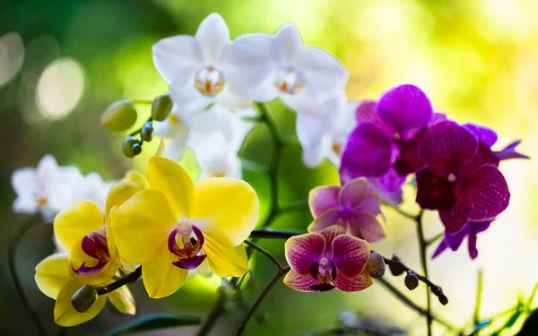 Vista Cerca Hermosas Flores Orquídea Phalaenopsis Flor Imagen de stock