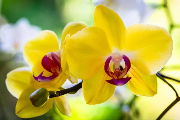 Närbild Vackra Gula Phalaenopsis Orkidé Blommor Blom Stockfoto