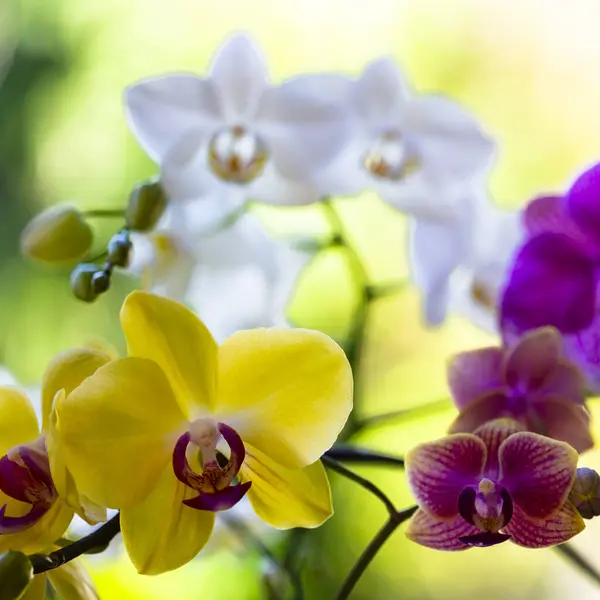 Çiçek Açmış Güzel Falaenopsis Orkidesinin Yakın Görüntüsü Stok Fotoğraf